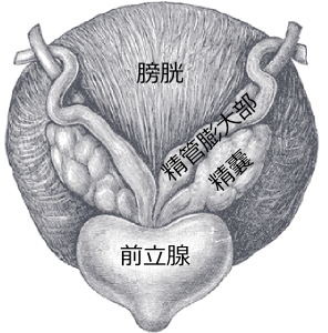 膀胱の背面側から見た精管膨大部・精嚢・前立腺