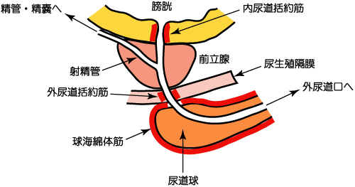 前立腺・射精管・尿道