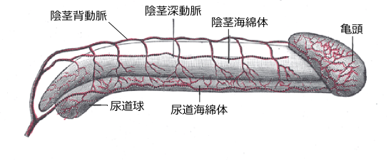 ペニス内部の血管