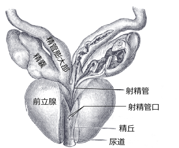 前側から見た前立腺・精管膨大部・精嚢・尿道前立腺部